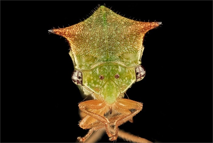 Bọ sừng trâu chuyên sống trên các loài cây