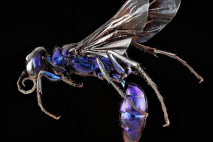 Thợ săn thép xanh, tên một loài ong vò vẽ ở Maryland