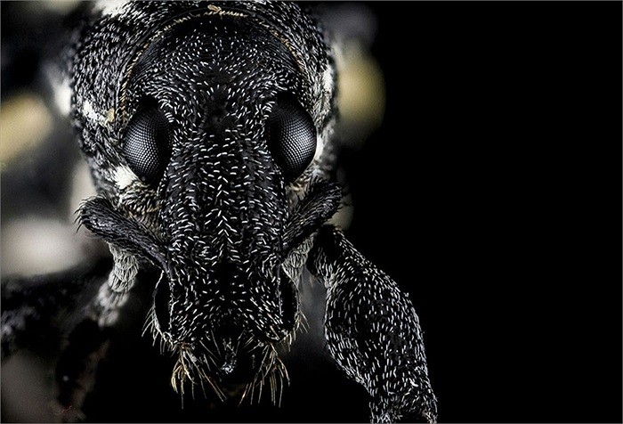 Loài mọt 'kỳ dị' ở Jarabacoa, Cộng hòa Dominica