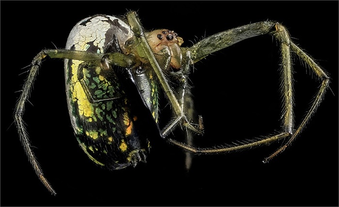Nhện độc sặc sỡ có tên khoa học Leucauge venusta ở Mỹ