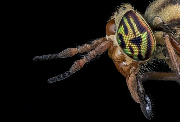 Mắt kép nhiều màu của ruồi trâu