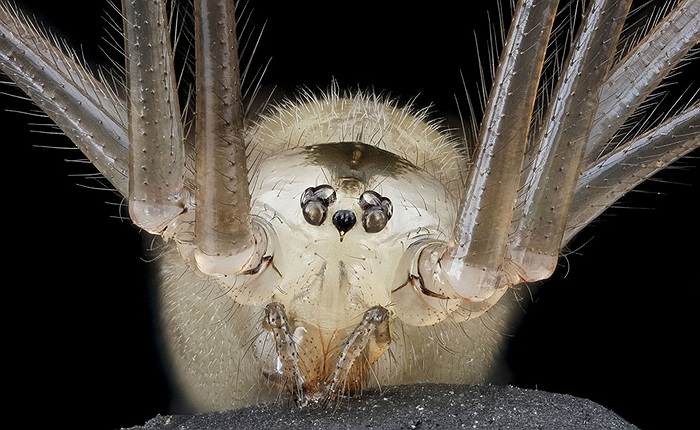 Loài nhện vô danh do các nhà khoa học Mỹ mới phát hiện