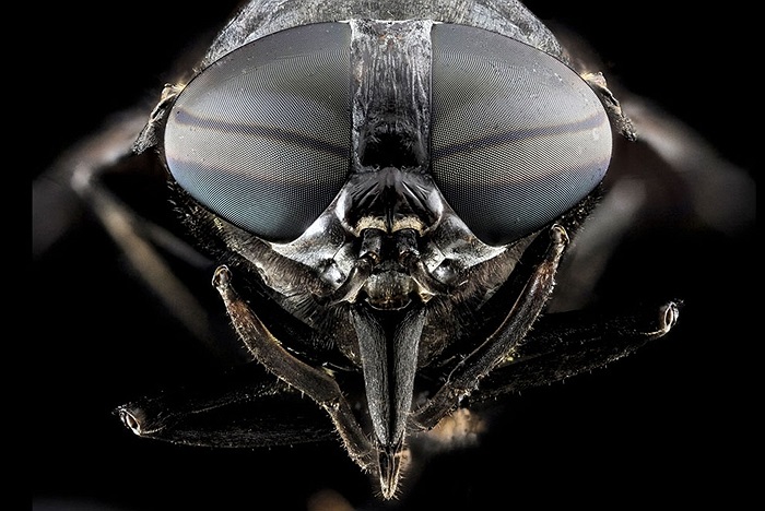 Ngựa đen - một loài ruồi lớn ở Mỹ