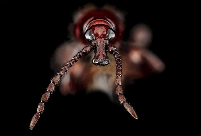 Hình ảnh của loài mọt đục gỗ