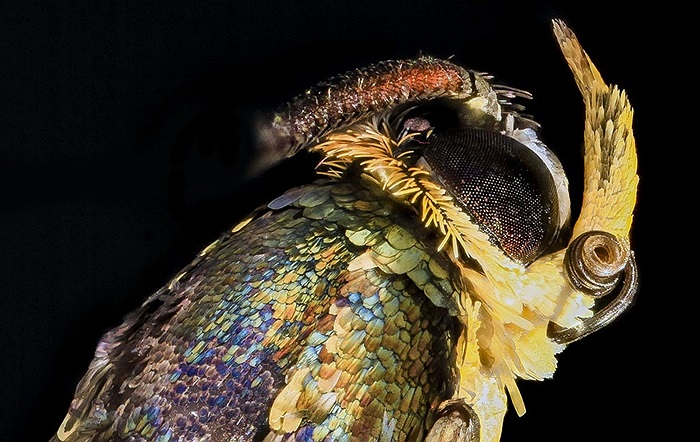 Loài sâu ăn táo và chiếc đầu lông lá của chúng