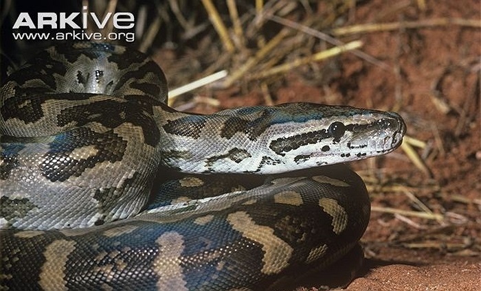 Ngoài ra, chúng có tới 2 lá phổi hoạt động, không giống như các loài trăn khác, chỉ có một lá phổi