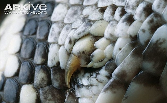 Trên cơ thể của loài trăn này vẫn còn 2 cái chân nhỏ xíu teo lại, vốn là cặp chân thoái hóa của loài bò sát cổ