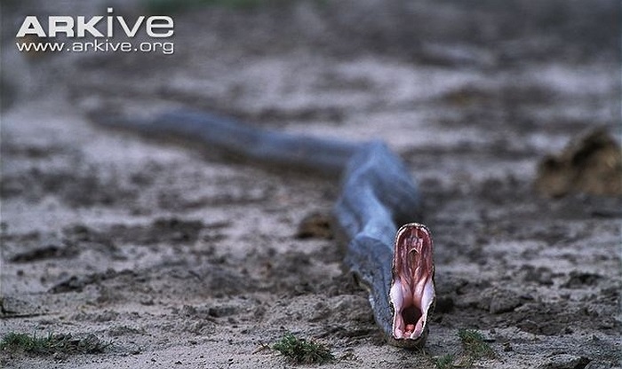 Giống như các loài trăn khác, trăn đá châu Phi không có độc và chúng giết con mồi bằng cách quấn chết