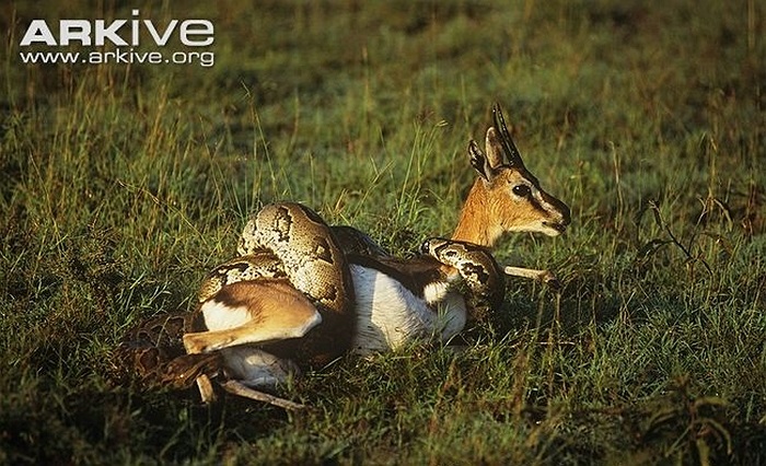 Sau khi tấn công con mồi bằng cú đớp mạnh, nó cuộn thân giết chết con mồi