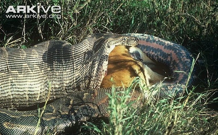 Trăn đá châu Phi không phải loài lớn nhất trong họ nhà trăn, nhưng chúng ăn được những con mồi rất lớn