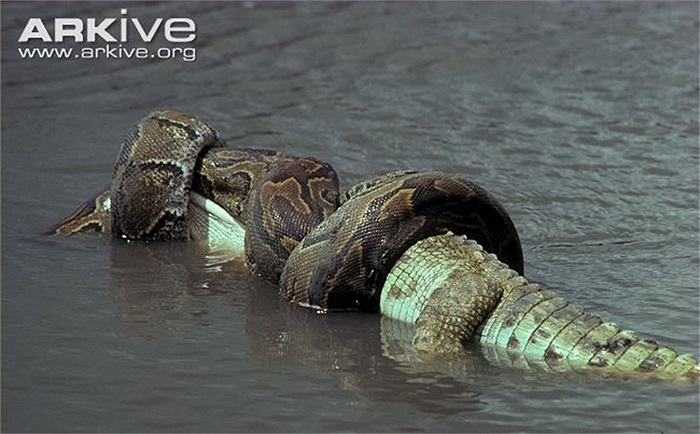 Món ăn sở thích của nó là những loài động vật gặm nhấm lớn, khỉ, linh dương, gia cầm, chó, dê, cừu