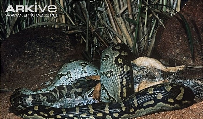 Người ta kể rằng đôi khi chúng liều lĩnh mò vào các ngôi làng săn đuổi con người