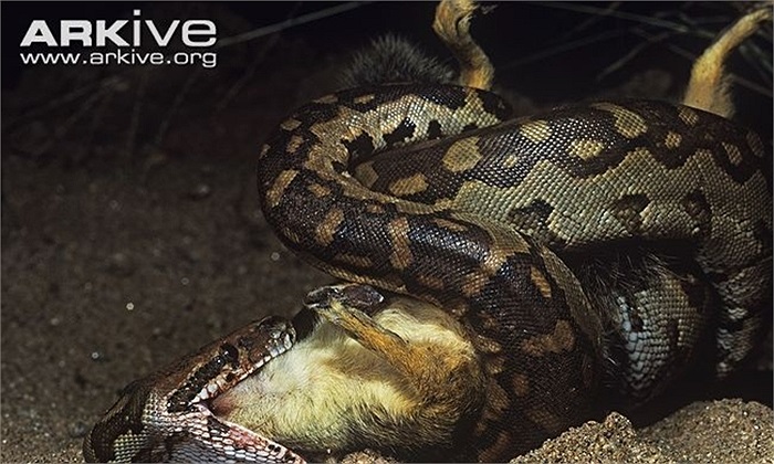 Trăn đá săn mồi