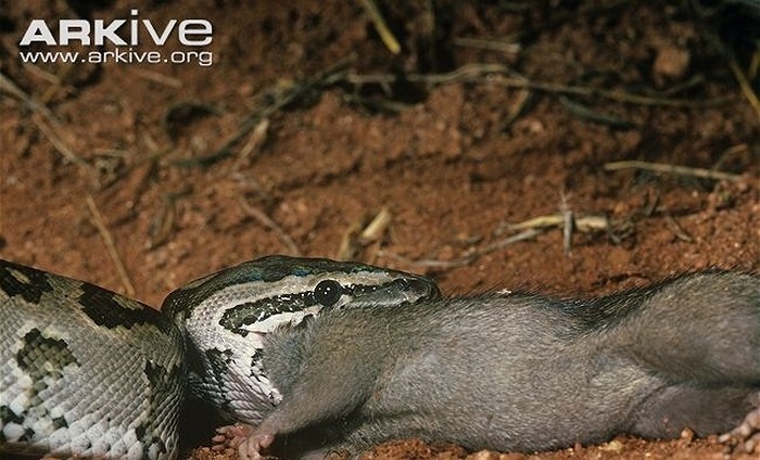 Trăn đá săn mồi