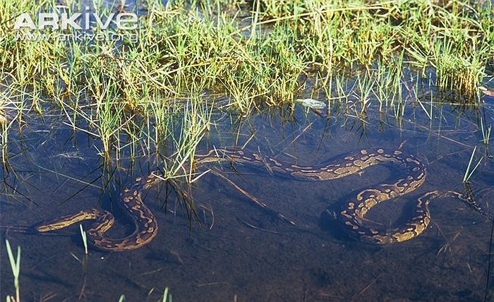Trăn đá săn mồi