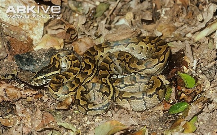 Điều đặc biệt là loài trăn này nhạy cảm với nhiệt, do đó, chúng có thể phát hiện con mồi cả trong bóng tối