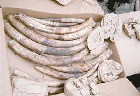 ngà voi, vận chuyển, trái phép, sân bay, quốc cấm,