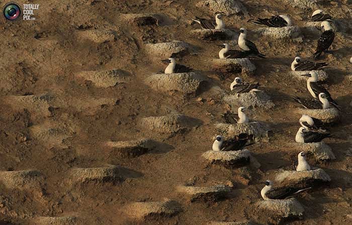 Vào mùa sinh sản (khoảng tháng 10 hàng năm), lũ chim cốc tập trung đen đặc trên hòn đảo để làm tổ, bên cạnh đó còn có hàng vạn con chim di cư khác tập trung về đây tránh rét.