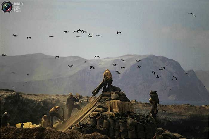 Khắp nơi đều là chim, phân chim và những công nhân đang thu nhặt “của trời cho”.