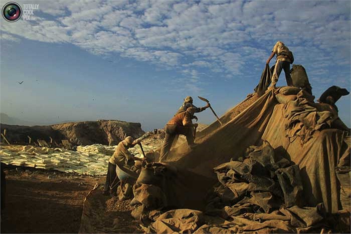 Thứ phân bón tự nhiên này sau khi thu nhặt sẽ được đóng gói ngay trên đảo để chờ tàu thuyền ra vận chuyển đi tiêu thụ.