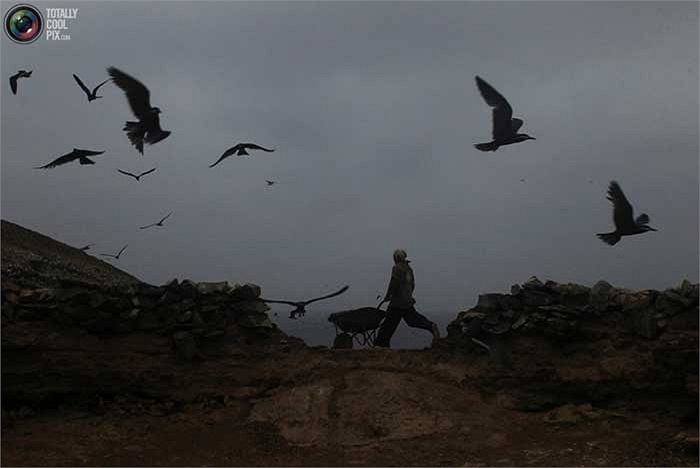 Hình ảnh một người công nhân đang đẩy chiếc xe cút kít đi thu lượm phân chim vào buổi chiều nhập nhoạng trên đảo Ballestas.