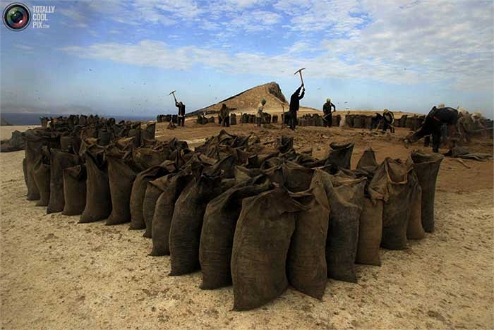 Họ dùng cuốc xẻng để cạy lên những lớp phân chim đã đóng thành tảng cứng trên mặt đất, sau đó mới thu gom lại.