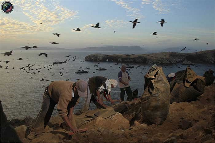 “Sản phẩm” mà lũ chim để lại là hàng ngàn tấn phân chim – một thứ phân bón tự nhiên rất có giá trị.