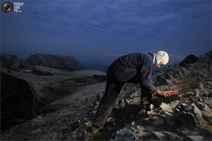 Hiện nay nguồn phân chim này chủ yếu phục vụ cho nền nông nghiệp trong nước, với sản lượng vào khoảng 20 tấn mỗi năm.