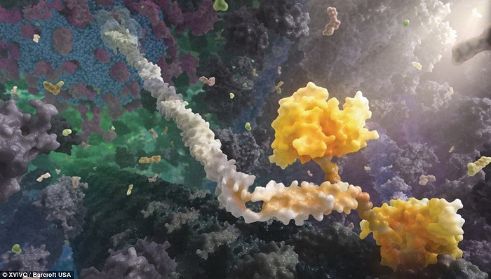 Đối tượng màu vàng trong hình là một loại protein có tên là Kinesin. Chúng là dạng protein quan trọng và có khả năng di chuyển trong cơ thể người.