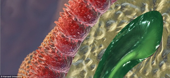 Microvilli trong thành ruột, giúp hấp thụ chất dinh dưỡng từ thức ăn và chuyển vào máu