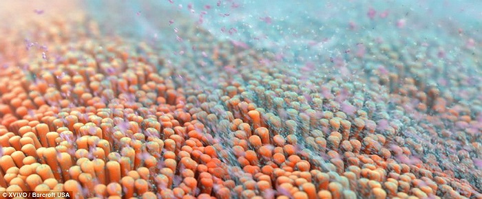 TGF-beta, một protein đóng vai trò chủ chốt trong sự miễn dịch và ngăn chặn ung thư di căn trong cơ thể người