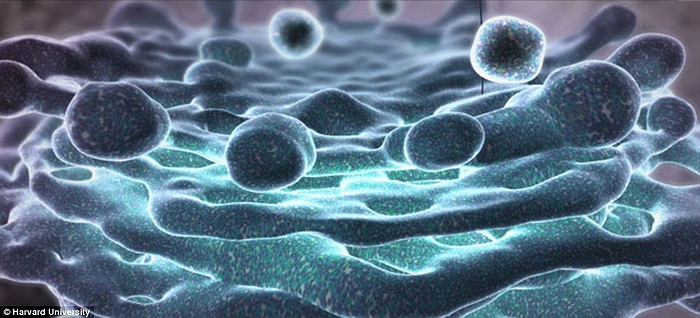Thể Golgi giúp phân bổ protein trong tế bào