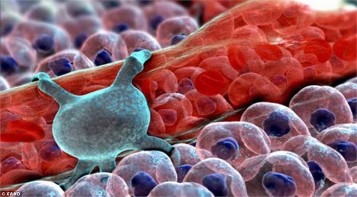 Pericytes (màu xanh) có trên các mao mạch, giúp điều chỉnh lượng máu và dọn các mảnh vỡ tế bào có trong máu