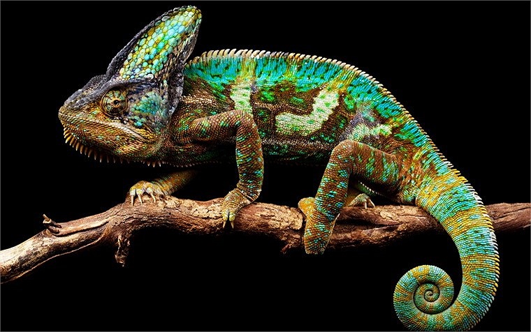 Thời gian gần đây, tắc kè hoa, thường được gọi là Chameleon, đã trở thành một vật nuôi 'độc' và 'hot' được nhiều bạn trẻ Việt Nam săn lùng ráo riết. 
