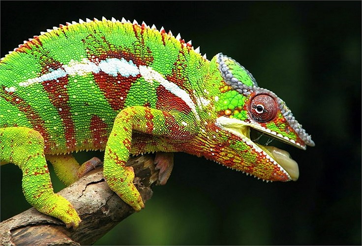  Thời gian gần đây, tắc kè hoa, thường được gọi là Chameleon, đã trở thành một vật nuôi độc được nhiều bạn trẻ Việt Nam săn lùng ráo riết. 