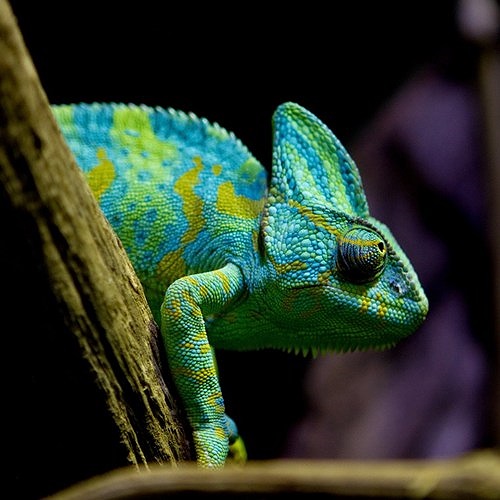 Với nhiều chủng loại, xuất xứ khác nhau, phân bố từ châu Phi cho đến Nam Á, tắc kè hoa là một họ bò sát rất nổi tiếng trong thế giới của các loài bò sát. 