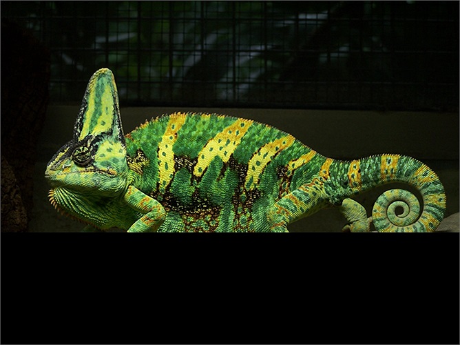 Loài tắc kè hoa được nuôi phổ biến nhất là Veiled Chameleon (trong ảnh). Một loài khác là Panther Chameleon có vằn đỏ vàng cũng rất được ưa chuộng. 