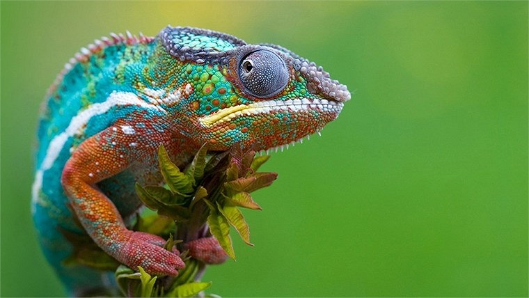  Do cử động chậm chạp, thích bám vào một chỗ cố định và rất hiền lành, tắc kè hoa là một vật cưng rất phù hợp để nâng niu trên tay, thậm chí là đem ra đường chơi. 