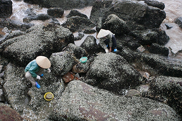  Sáng 24/6, nhiều người đi gõ hà đá tại Đồ Sơn. Đây là một loại thực phẩm được ưa chuộng tại các vùng ven biển.(Theo infonet)