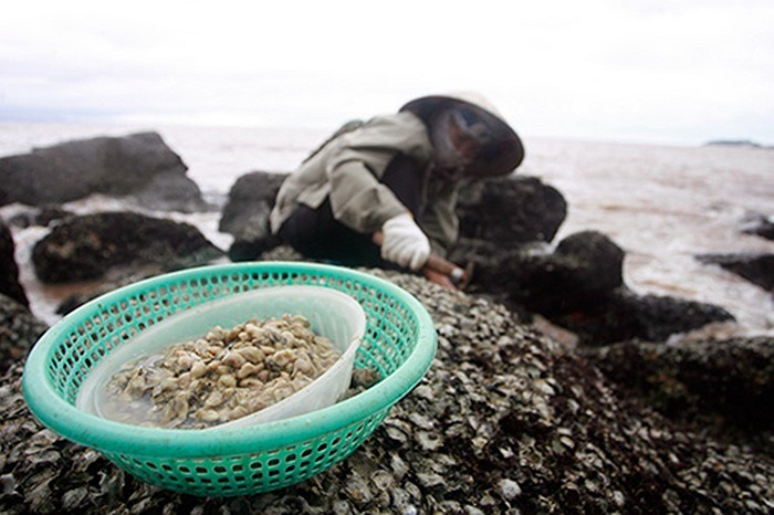Hà đá là loại động vật 2 mảnh dùng chân và vòi làm điểm tựa rồi xoay toàn thân để những gai trên vỏ cứng cọ xát làm đá vỡ vụn.(Theo infonet)