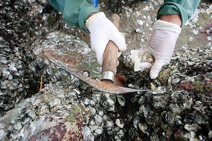 Khi triều cường rút, để lộ ra những mỏm đá lớn, khi đó hà đá xuất hiện ngày càng nhiều.(Theo infonet)