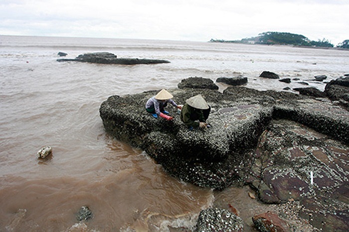 Bão số 2 gây sạt lở nhiều đoạn đê kè, hiện biển vẫn động. Nhưng nhiều người vẫn ra bờ kè để 'săn' hà đá.(Theo infonet)