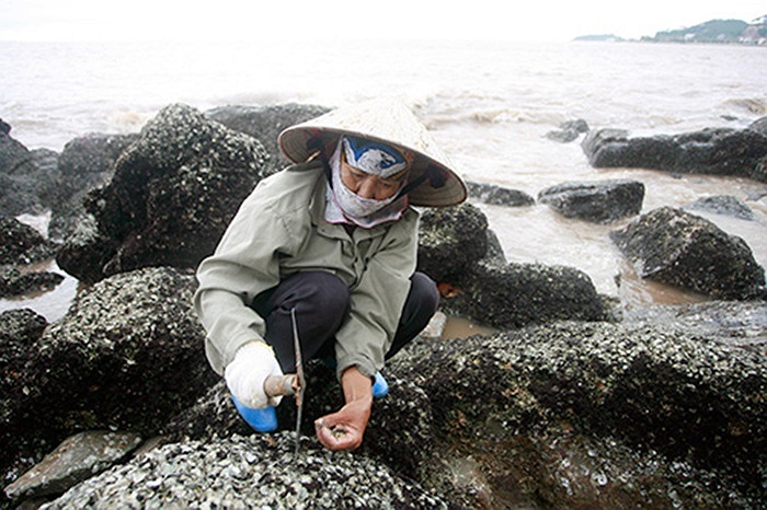 Cô Hạnh cho biết, sau bão hà đá tập trung nhiều hơn trên các mỏm đá. Hà đá bán với giá 80.000 - 100.000 đồng/kg.(Theo infonet)