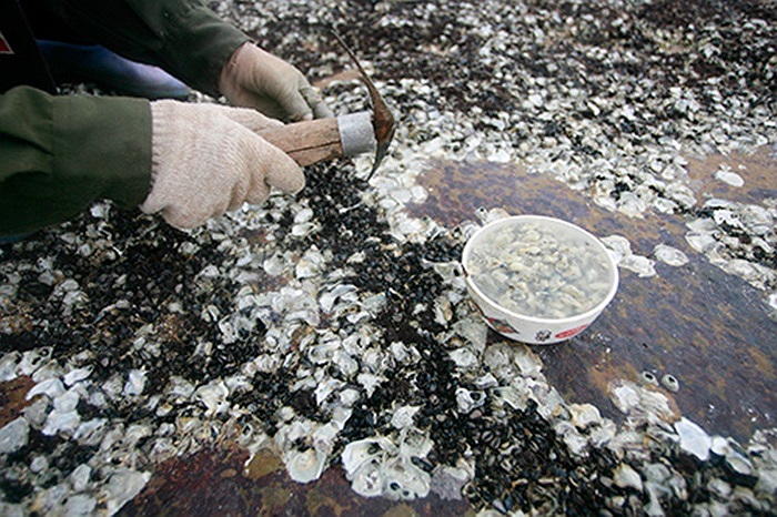 Một bát hà đã trở thành đặc sản ở đây.(Theo infonet)