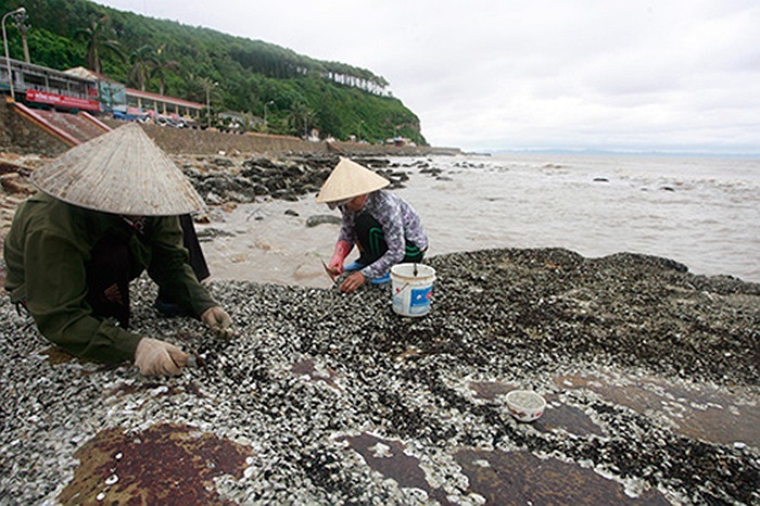  Sau bão, khi nước rút họ lại đi 'săn' hà đá.(Theo infonet)