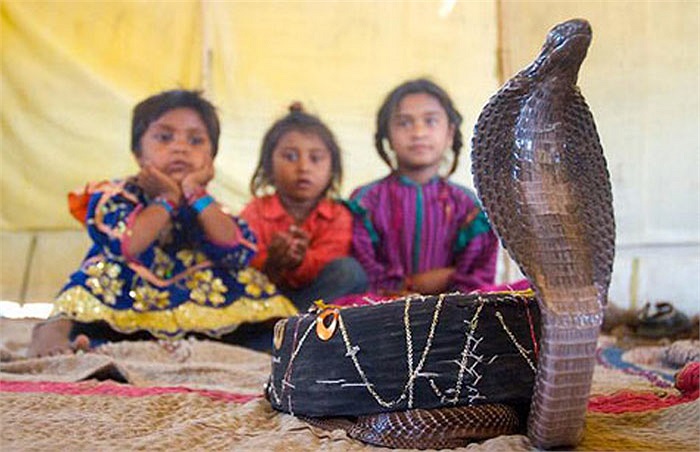 The Vadi people hold snakes in high regard. Although they capture them from the wild to tame them, they only keep them with them for no more than seven months.