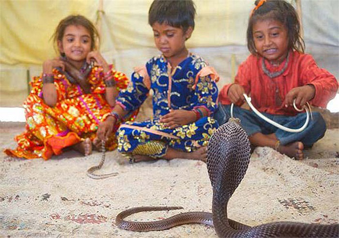 The Vadi people believe that if they keep snakes for more than 7 months, they will find ways to harm people.