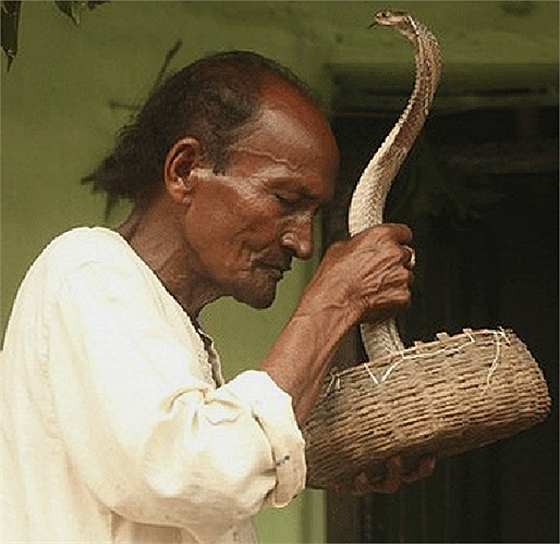 Visitors to the village where the Vadi tribe lives will see children carrying snakes around their necks and walking around.