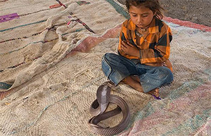 All Vadi children must attend a village school to learn snake charmers, a course that lasts up to 10 years.