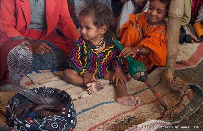 Vadi children can play with poisonous snakes without worry, because they have been fed a type of leaf that neutralizes the venom.